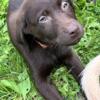 Mothers Day Special on Lab puppies
