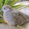 Cape doves, finches, parakeets, canaries