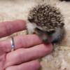 Baby hedgehogs for sale super cute