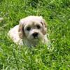 5 Cockapoo puppies for sale