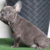 $2,300 Blue Donni - wonderful French Bulldog puppy for sale