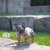 Kilo blue and tan Merle frenchie open for stud