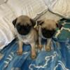 2 female Pug puppies ready to go