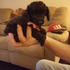 They are toy teacup poodles and they are 8 weeks old and they are 1 and half pounds
