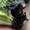 Rottweiler male 5-6yrs old