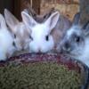 Miniature Netherlands dwarf bunnies
