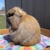 Show Quality Holland Lop Buck