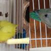 Pair of Parrotlets for sale