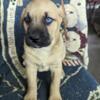 German Shepherd/Husky/Lab- Beautiful Pups- Some with Blue Eyes