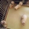 8 week old Maltese puppies