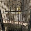 Cockatiel Pair with bird cage they have eggs