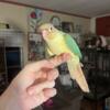 Adorable baby turquoise green cheek conures  for sale
