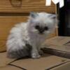 Persian Kittens born 3/4/24