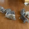 American Bully Puppies Looking For There Forever Home