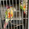 Proven Breeding Pair of Yellow-sided Green Cheek Conures