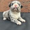 Frenchies puppies for sale