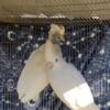 ducorp cockatoo  proven young pair and  moluccan cockatoo pairs  proven prs