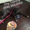 Pro K9 Trainer all breeds Obedience