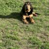 AKC Female Bloodhound