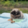 AKC Pomeranian pet only