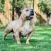 Awesome fully trained female Bully