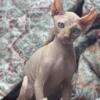 Male Sphynx kittens ready to go no deposit required