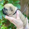 Sable French Bulldog male puppy / short and compact . AKC - Dale