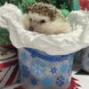 Hedgehogs Male and Female plus Rare Minis Available
