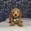 Miniature Goldendoodle Puppy, Chase