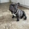 Female French bulldog looking for her forever home