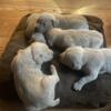 American bandogge Puppies for sale