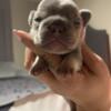 Lilac and Tan French Bulldog Female (sold)