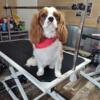 1 1/2 year old cavalier king charles spaniel male