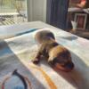 Mini Dachshunds puppies 1left. female
