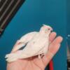 Hand feed cockatiel for pet