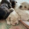 Cocker Spaniel Puppies / Males / Ready for new homes!