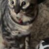 Adult female Bengal for rehoming!