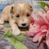 Cuddly maltipoo puppies ready June 10th