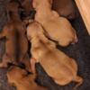 AKC Miniature Dachshund puppies!