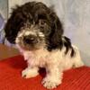 Dorkie-Poo Puppies for sale