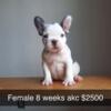 Akc frenchies available may 12th 2024