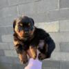 I have one male Rottweiler pup available