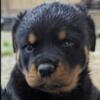 AKC Rottweiler puppies .VERY LARGE PUPPIES