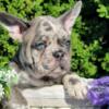 $3,300 Blue Merle Quelly - beautiful French Bulldog puppy for sale.