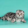 NEW Elite Scottish fold kitten from Europe with excellent pedigree, female. Mila