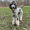 AKC Merle Poodle *Stud Only*