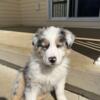 Australian shepherds puppies,for rehoming