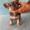 French Bulldogs- Frenchies - AKC Registered