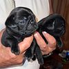 Gorgeous Pug pup for sale