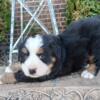Gavin  Bernice Mt puppy looking for forever home